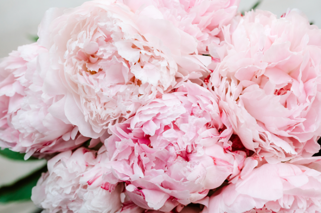 Пиономания: лучшие ароматы с главным цветком мая - Красота - WomanHit.ru - «Секреты красоты»