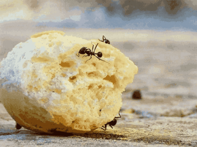 Как избавиться от муравьёв в квартире: советы и рекомендации - «Женский взгляд»